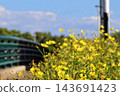 Yellow Coreopsis (sulfur cosmos) blooming under the blue sky 143691423