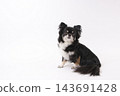 一張黑色吉娃娃犬的全身照，它側身坐在白色背景前。 143691428