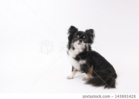 一張黑色吉娃娃犬的全身照,它側身坐在白色背景前。 一張黑色吉娃娃犬的全身照,它側身坐在白色背景前。 143691428