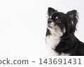 一張黑色吉娃娃犬上半身的照片，展示了它的側臉輪廓，背景是純白色。 143691431