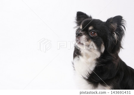 一張黑色吉娃娃犬上半身的照片，展示了它的側臉輪廓，背景是純白色。 143691431