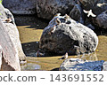 Sparrows bathing in the water on the rocks (Kyuhoji Green Space) 143691552