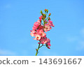 一朵似玫瑰的花朵，在秋日的藍天映襯下格外醒目。 143691667