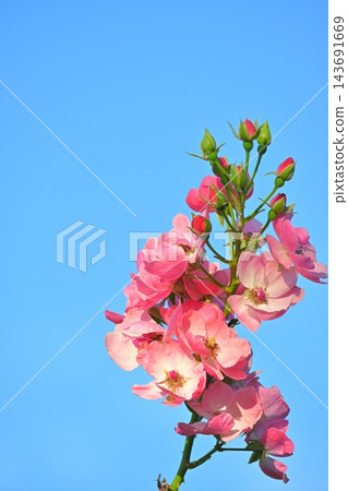 一簇簇形似玫瑰的花朵,在藍天的映襯下格外醒目。 一簇簇形似玫瑰的花朵,在藍天的映襯下格外醒目。 143691669