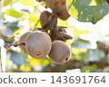 Yellow Queen kiwi 143691764