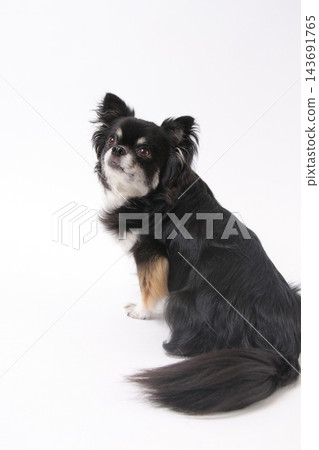 一隻黑色吉娃娃犬在純白的背景前擺出回頭看的姿勢。 143691765