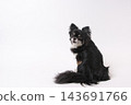 一張黑色吉娃娃犬的全身照，它坐著，回頭看著前方，背景是白色。 143691766