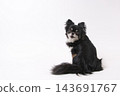 一張黑色吉娃娃犬端坐著回頭的影樓照片。 143691767