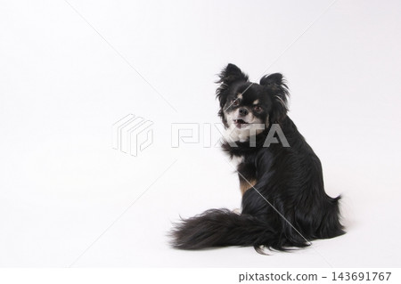 一張黑色吉娃娃犬端坐著回頭的影樓照片。 143691767