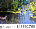 Water lilies and a pond where mallard ducks swim (Kyuhoji Green Space) 143691769