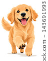 Happy golden retriever puppy running with open mouth 143691993
