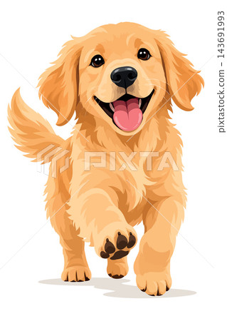 Happy golden retriever puppy running with open mouth Happy golden retriever puppy running with open mouth 143691993