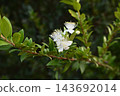 小白桃金孃花 143692014