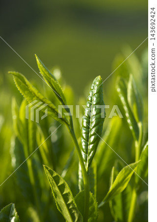 來自八女中央茶園的新茶 143692424