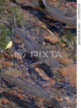鯉魚 鯉魚 143692516