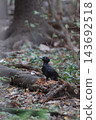 Black woodpecker, autumn, forest Black woodpecker, autumn, forest 143692518