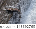 Salmon swimming upstream jumping Salmon swimming upstream jumping 143692765