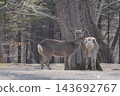 Ezo deer Ezo deer 143692767