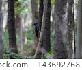 Black woodpecker, autumn, forest Black woodpecker, autumn, forest 143692768