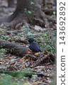 Black woodpecker, autumn, forest Black woodpecker, autumn, forest 143692892