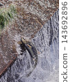 Salmon swimming upstream jumping Salmon swimming upstream jumping 143692896
