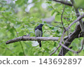 Blue-and-white flycatcher male fresh green Blue-and-white flycatcher male fresh green 143692897