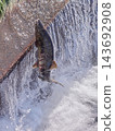 Salmon swimming upstream jumping Salmon swimming upstream jumping 143692908