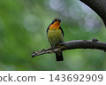 Narcissus Flycatcher (early summer) Narcissus Flycatcher (early summer) 143692909