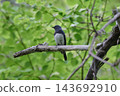 Blue-and-white flycatcher male fresh green Blue-and-white flycatcher male fresh green 143692910