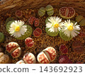 A mixed planting of various varieties of Lithops, a colorful succulent plant that blooms with white flowers. A mixed planting of various varieties of Lithops, a colorful succulent plant that blooms with white flowers. 143692923