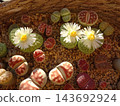 A mixed planting of various varieties of Lithops, a colorful succulent plant that blooms with white flowers. A mixed planting of various varieties of Lithops, a colorful succulent plant that blooms with white flowers. 143692924