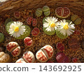 A mixed planting of various varieties of Lithops, a colorful succulent plant that blooms with white flowers. A mixed planting of various varieties of Lithops, a colorful succulent plant that blooms with white flowers. 143692925