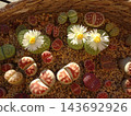 A mixed planting of various varieties of Lithops, a colorful succulent plant that blooms with white flowers. A mixed planting of various varieties of Lithops, a colorful succulent plant that blooms with white flowers. 143692926