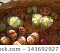 A mixed planting of various varieties of Lithops, a colorful succulent plant that blooms with white flowers. A mixed planting of various varieties of Lithops, a colorful succulent plant that blooms with white flowers. 143692927