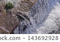 Salmon swimming upstream jumping Salmon swimming upstream jumping 143692928