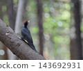 Black woodpecker, autumn, forest Black woodpecker, autumn, forest 143692931