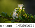 在樹枝上盛開的桃金孃（Myrtus communis）。 143693031
