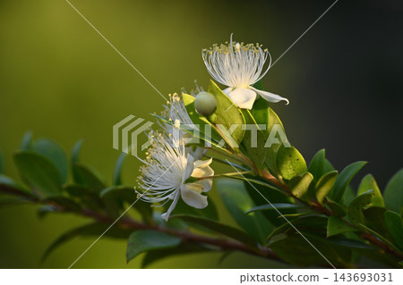 在樹枝上盛開的桃金孃(Myrtus communis)。 在樹枝上盛開的桃金孃(Myrtus communis)。 143693031