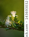 在樹枝上盛開的桃金孃（Myrtus communis）。 143693032