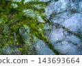 綠色的水生植物和水面上的倒影營造出奇妙的自然景象。 143693664