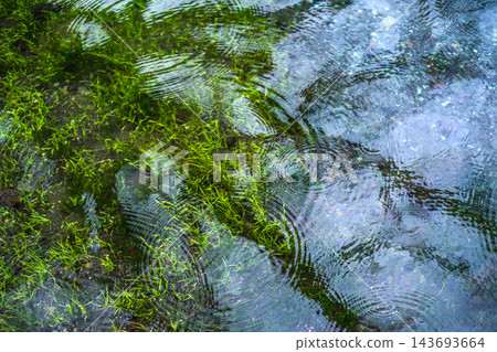 綠色的水生植物和水面上的倒影營造出奇妙的自然景象。 143693664