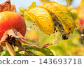 Fruit wild rose in natural setting outdoor 143693718