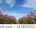 Cosmos flowers bloom at Hanataka Observation Hill 143693851
