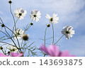 Cosmos flowers bloom at Hanataka Observation Hill 143693875