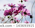 Cosmos flowers bloom at Hanataka Observation Hill 143693915