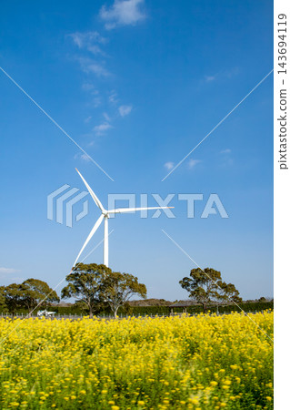 油菜花和風力渦輪機 油菜花和風力渦輪機 143694119