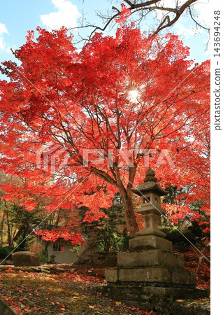 鮮紅的秋葉和石燈籠 鮮紅的秋葉和石燈籠 143694248