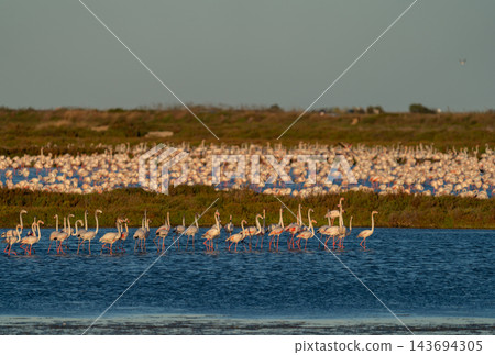 Endless flamingo flock wading in golden evening wetland 143694305