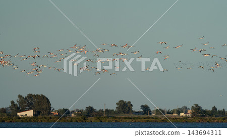 Flock of flamingos migrating over coastal wetland village Flock of flamingos migrating over coastal wetland village 143694311