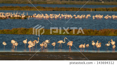 Golden hour flamingo flock resting in tranquil lagoon Golden hour flamingo flock resting in tranquil lagoon 143694312